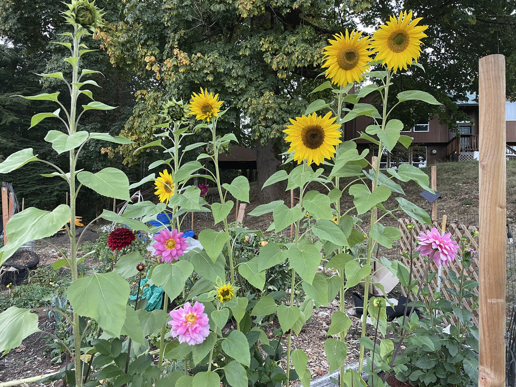Organic Sunflowers and Dahlias grown in Ginger Spiced Chai compost and Misty and Ro's homestead.. 